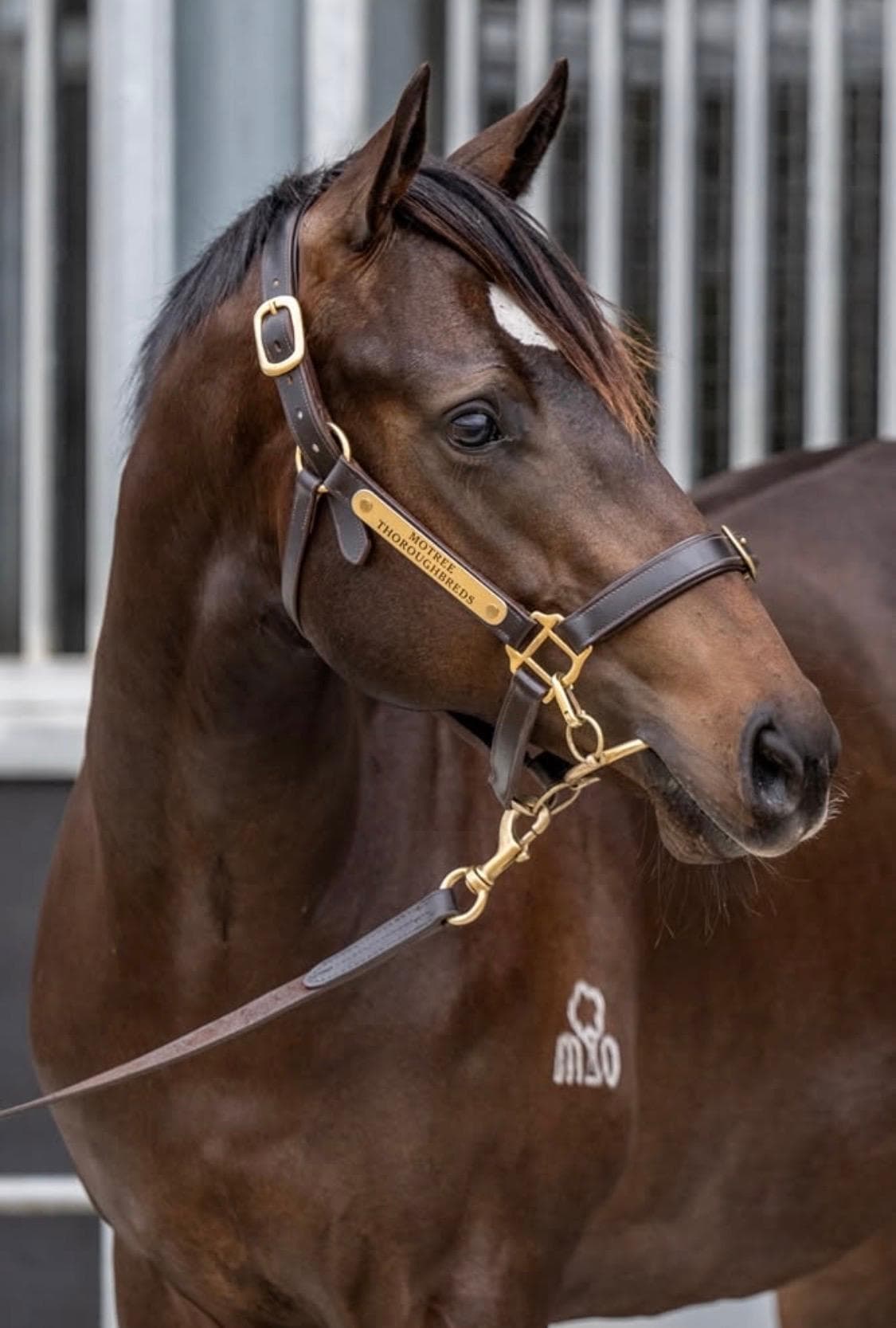 2024-ASTERN x MASDILOGO-COLT-2.jpg